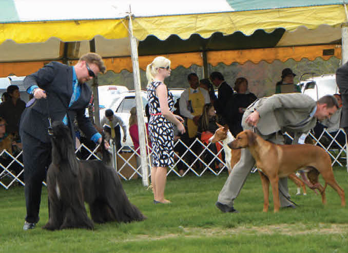 Bucks County and Trenton Kennel Clubs, 2014